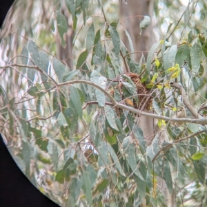 Oriolus sagittatus at Splitters Creek, NSW - 26 Nov 2023