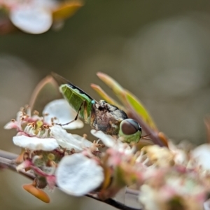 Odontomyia opertanea at Bluetts Block (402, 403, 12, 11) - 26 Nov 2023