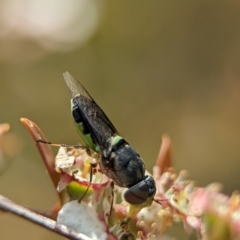 Odontomyia opertanea at Bluetts Block (402, 403, 12, 11) - 26 Nov 2023