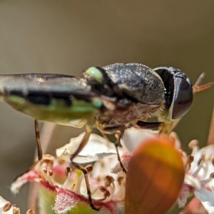 Odontomyia opertanea at Bluetts Block (402, 403, 12, 11) - 26 Nov 2023