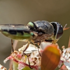 Odontomyia opertanea at Block 402 - 26 Nov 2023