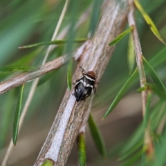 Bathyllus albicinctus (Spittlebug, Froghopper) at Block 402 - 26 Nov 2023 by Miranda