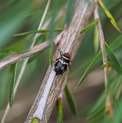 Bathyllus albicinctus (Spittlebug, Froghopper) at Denman Prospect, ACT - 26 Nov 2023 by Miranda