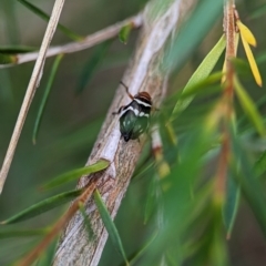 Bathyllus albicinctus at Bluetts Block (402, 403, 12, 11) - 26 Nov 2023