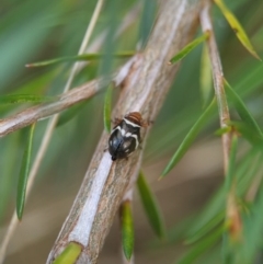 Bathyllus albicinctus at Bluetts Block (402, 403, 12, 11) - 26 Nov 2023 12:53 PM