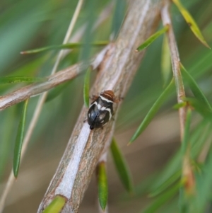 Bathyllus albicinctus at Block 402 - 26 Nov 2023