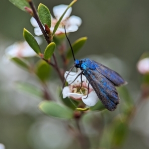 Pollanisus (genus) at Bluetts Block (402, 403, 12, 11) - 26 Nov 2023