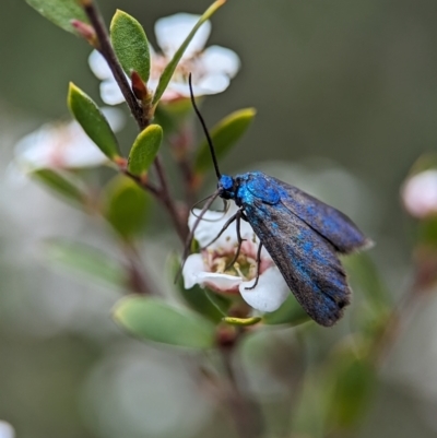 Pollanisus (genus) (A Forester Moth) at Bluetts Block Area - 26 Nov 2023 by Miranda