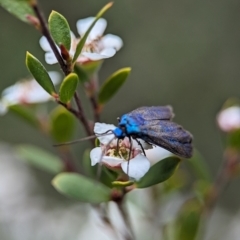 Pollanisus (genus) at Bluetts Block (402, 403, 12, 11) - 26 Nov 2023