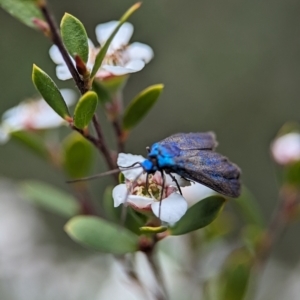 Pollanisus (genus) at Bluetts Block (402, 403, 12, 11) - 26 Nov 2023 01:17 PM