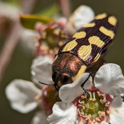 Castiarina decemmaculata (Ten-spot Jewel Beetle) at Bluetts Block Area - 26 Nov 2023 by Miranda