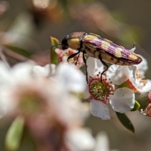 Castiarina decemmaculata at Bluetts Block (402, 403, 12, 11) - 26 Nov 2023