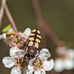 Castiarina decemmaculata at Block 402 - 26 Nov 2023