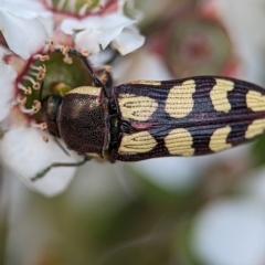 Castiarina decemmaculata (Ten-spot Jewel Beetle) at Stromlo, ACT - 26 Nov 2023 by Miranda