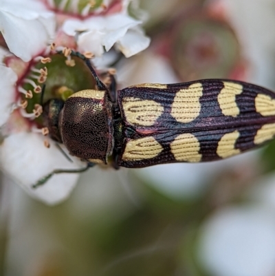 Castiarina decemmaculata (Ten-spot Jewel Beetle) at Piney Ridge - 26 Nov 2023 by Miranda