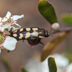 Castiarina decemmaculata at Block 402 - 26 Nov 2023