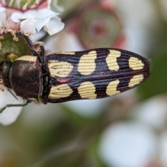 Castiarina decemmaculata at Bluetts Block (402, 403, 12, 11) - 26 Nov 2023 02:03 PM