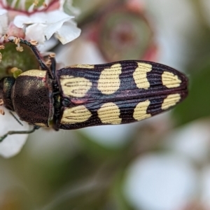 Castiarina decemmaculata at Bluetts Block (402, 403, 12, 11) - 26 Nov 2023 02:03 PM