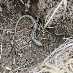 Ctenotus robustus (Robust Striped-skink) at Chapman, ACT - 24 Nov 2023 by BethanyDunne