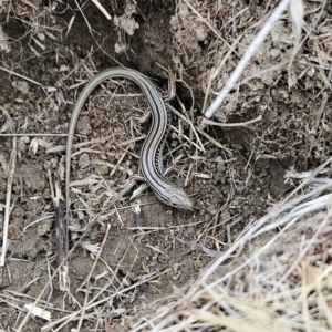 Ctenotus robustus at Cooleman Ridge - 24 Nov 2023