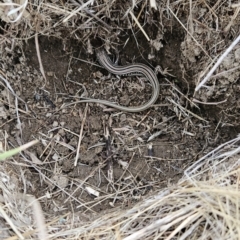 Ctenotus robustus at Cooleman Ridge - 24 Nov 2023