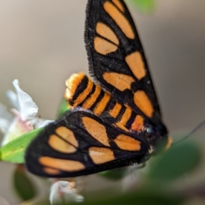 Amata (genus) at Bluetts Block (402, 403, 12, 11) - 26 Nov 2023