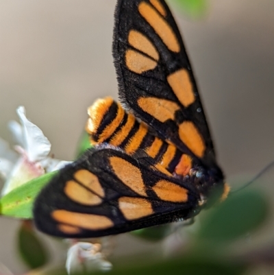 Amata (genus) (Handmaiden Moth) at Piney Ridge - 26 Nov 2023 by Miranda
