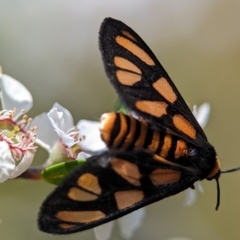 Amata (genus) at Bluetts Block (402, 403, 12, 11) - 26 Nov 2023