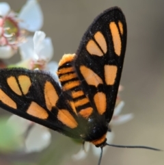 Amata (genus) at Bluetts Block (402, 403, 12, 11) - 26 Nov 2023