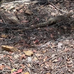 Varanus rosenbergi at Bullen Range - 26 Nov 2023