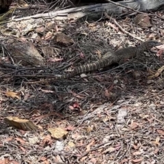 Varanus rosenbergi at Bullen Range - 26 Nov 2023