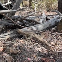 Varanus rosenbergi at Bullen Range - 26 Nov 2023