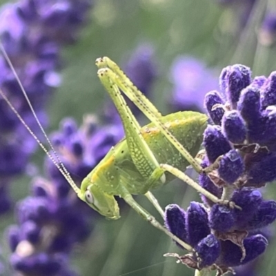 Caedicia simplex (Common Garden Katydid) at QPRC LGA - 26 Nov 2023 by YellowButton