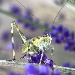 Caedicia simplex (Common Garden Katydid) at QPRC LGA - 26 Nov 2023 by YellowButton