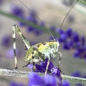 Caedicia simplex at QPRC LGA - suppressed