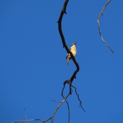 Todiramphus sanctus (Sacred Kingfisher) at Flea Bog Flat, Bruce - 26 Nov 2023 by JVR