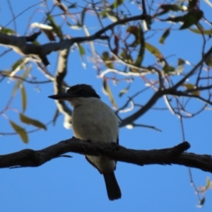 Todiramphus sanctus at Bruce Ridge to Gossan Hill - 26 Nov 2023