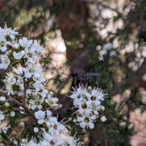 Gasteruption sp. (genus) at Forde, ACT - 26 Nov 2023