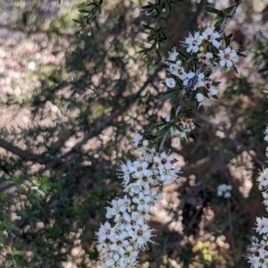 Gasteruption sp. (genus) at Forde, ACT - 26 Nov 2023