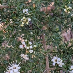 Gasteruption sp. (genus) at Forde, ACT - 26 Nov 2023