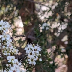 Gasteruption sp. (genus) at Forde, ACT - 26 Nov 2023