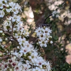 Gasteruption sp. (genus) at Forde, ACT - 26 Nov 2023