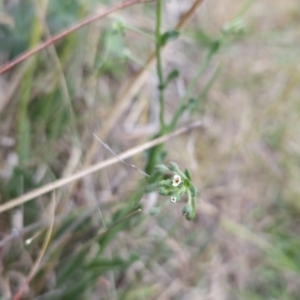 Hackelia suaveolens at Cooleman Ridge - 24 Nov 2023