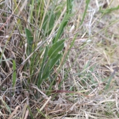 Hackelia suaveolens at Cooleman Ridge - 24 Nov 2023 03:13 PM