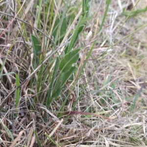 Hackelia suaveolens at Cooleman Ridge - 24 Nov 2023