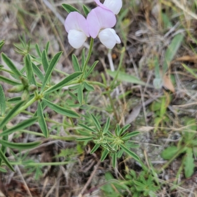 Lotus australis (Austral Trefoil) at Cooleman Ridge - 24 Nov 2023 by BethanyDunne