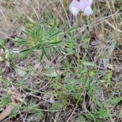 Lotus australis at Cooleman Ridge - 24 Nov 2023