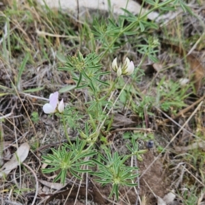 Lotus australis at Cooleman Ridge - 24 Nov 2023