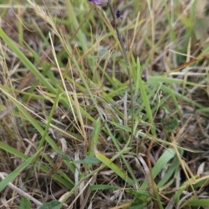 Glycine tabacina at Cooleman Ridge - 24 Nov 2023