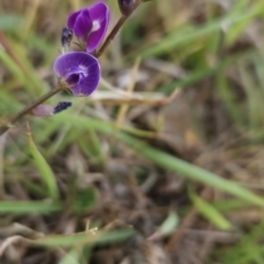 Glycine tabacina at Cooleman Ridge - 24 Nov 2023 03:32 PM